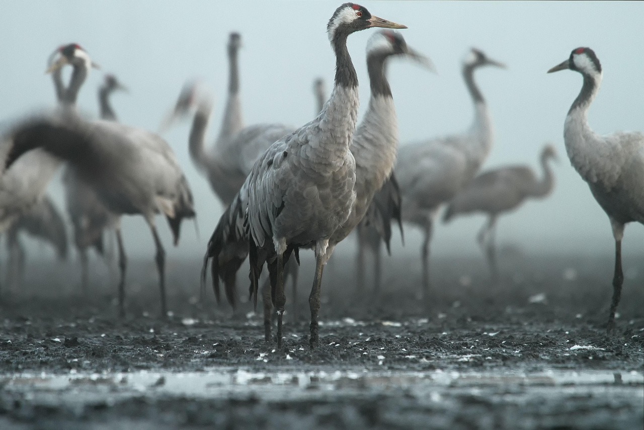 From Photograph to Story: Turning a Single Marsh Frame into a Narrative