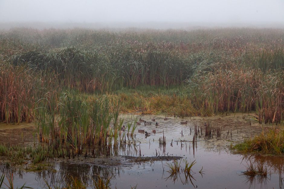 The Fog That Eats the Horizon: Photographing Marsh Mornings