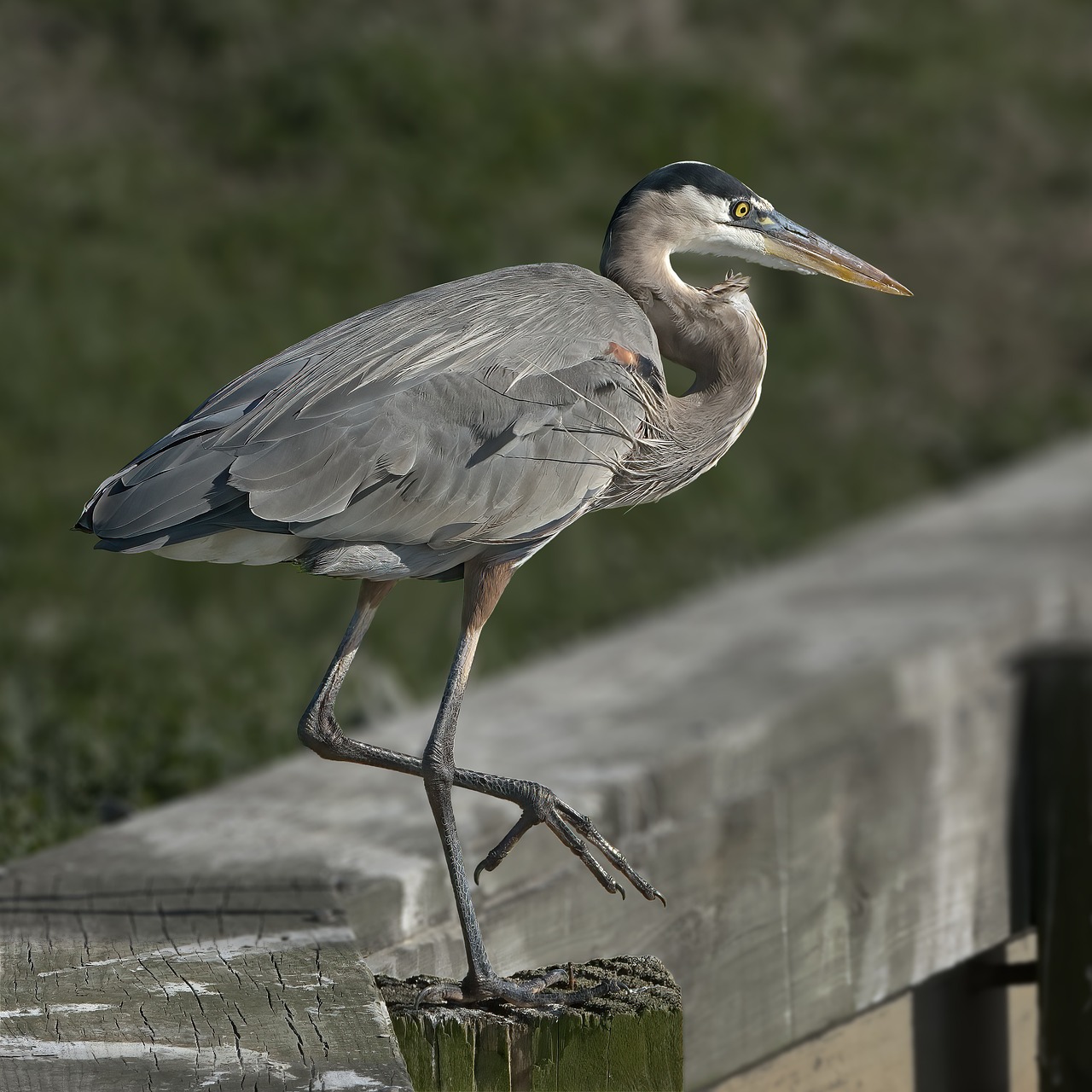 The Heron and the Hum: Finding Quiet Stories in a Noisy World