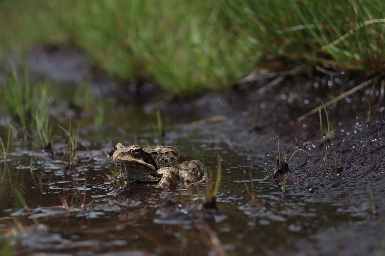 Weather That Keeps Other Photographers Home: Shooting the Marsh in Rain and Wind